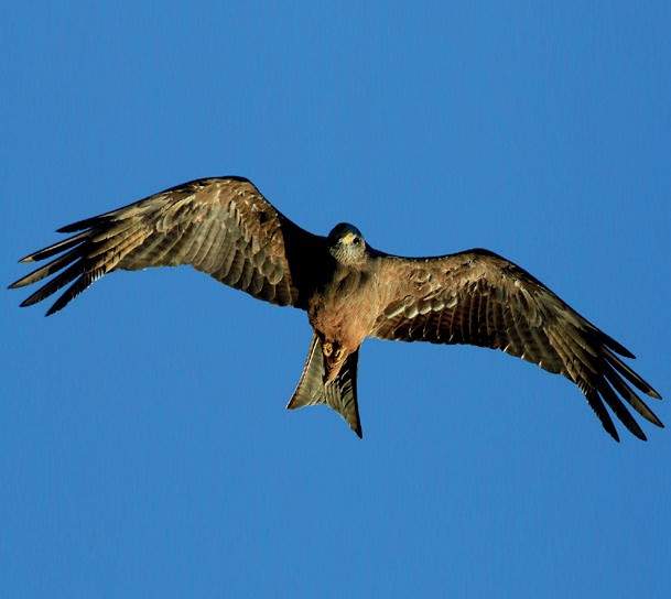 falcon