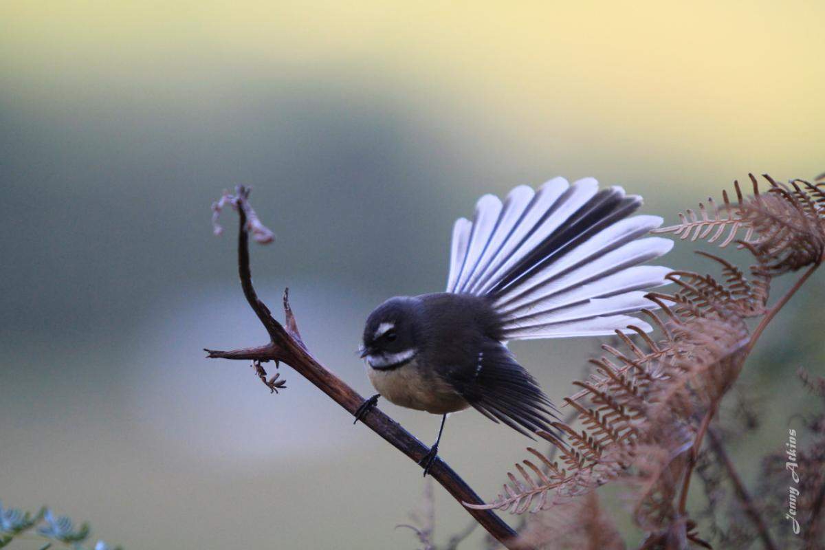 fantail