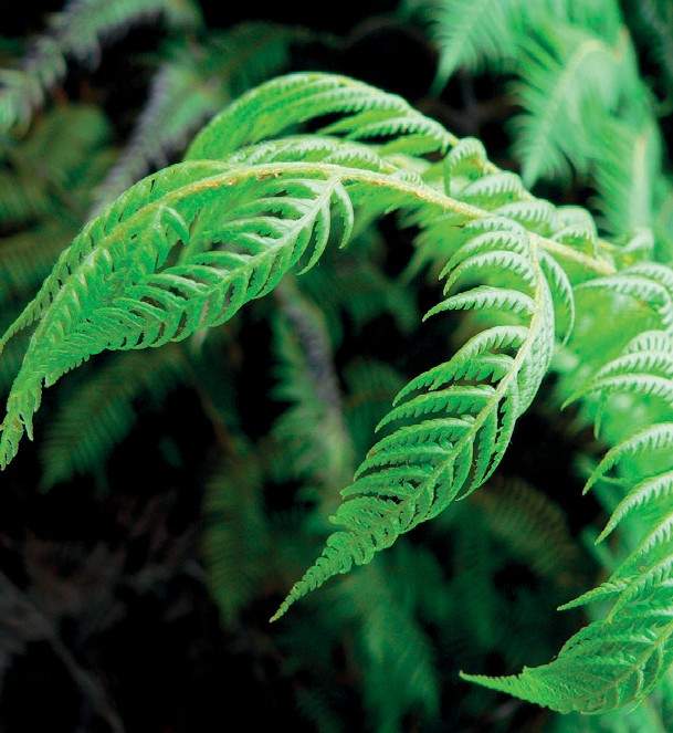 fern