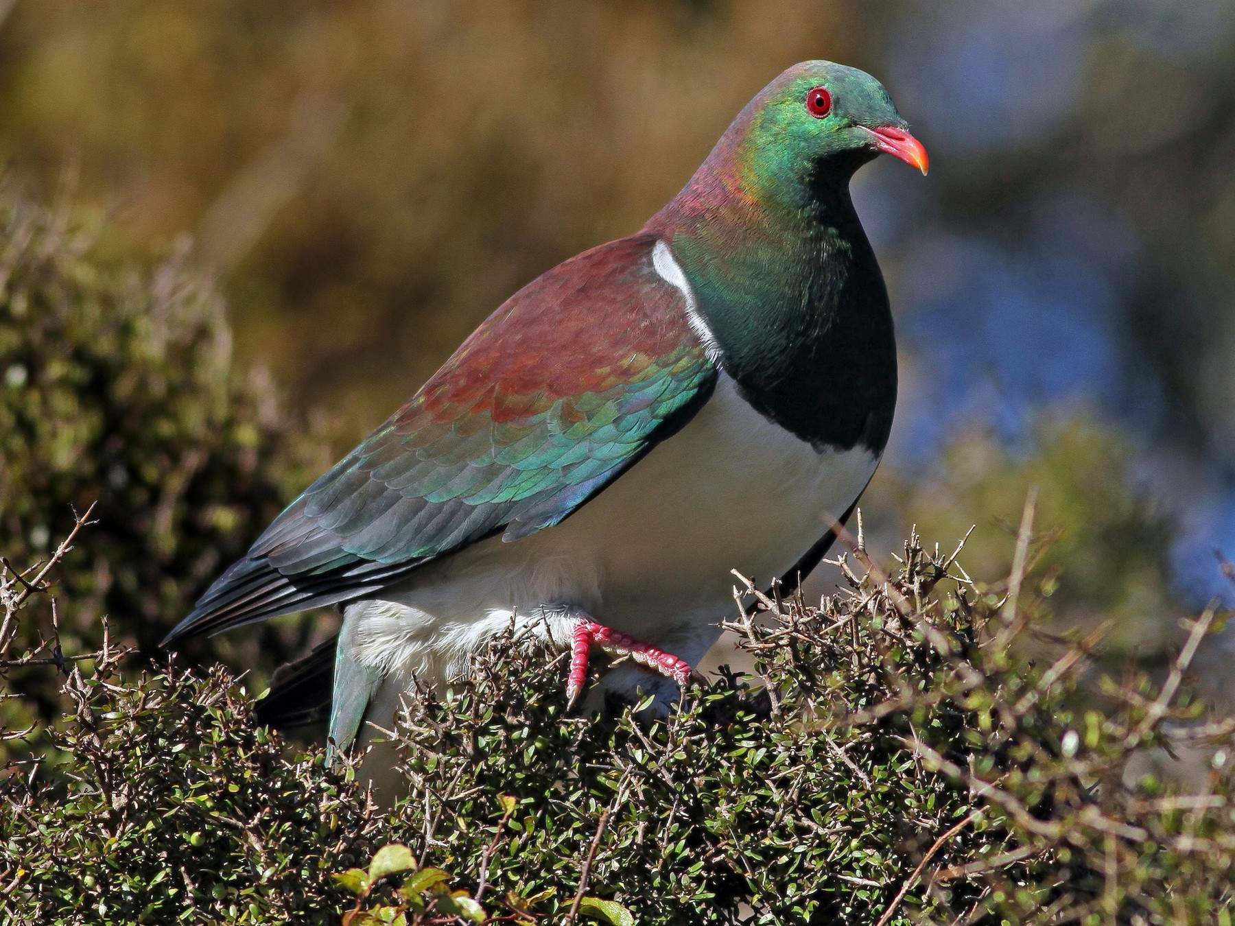 pigeon