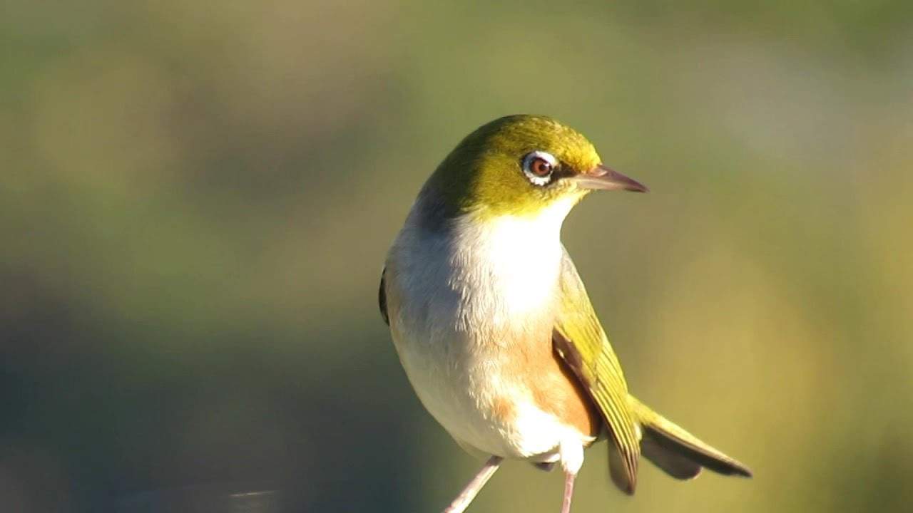 silver-eye