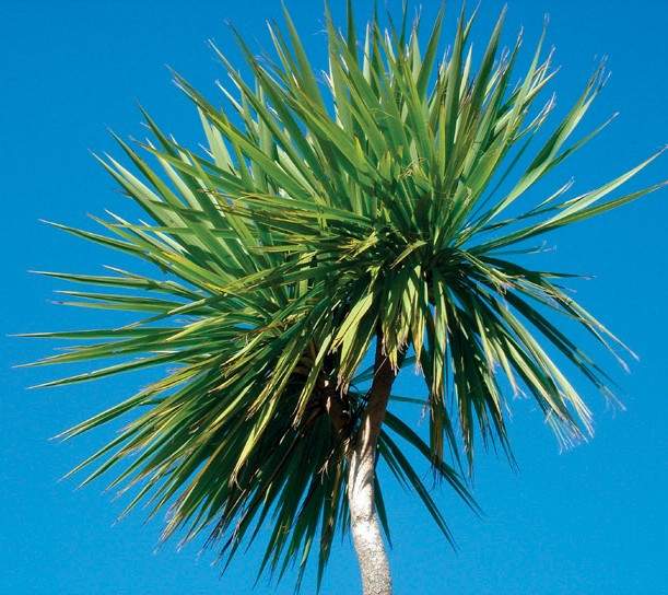 the-cabbage-tree