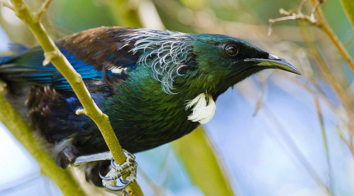 tui