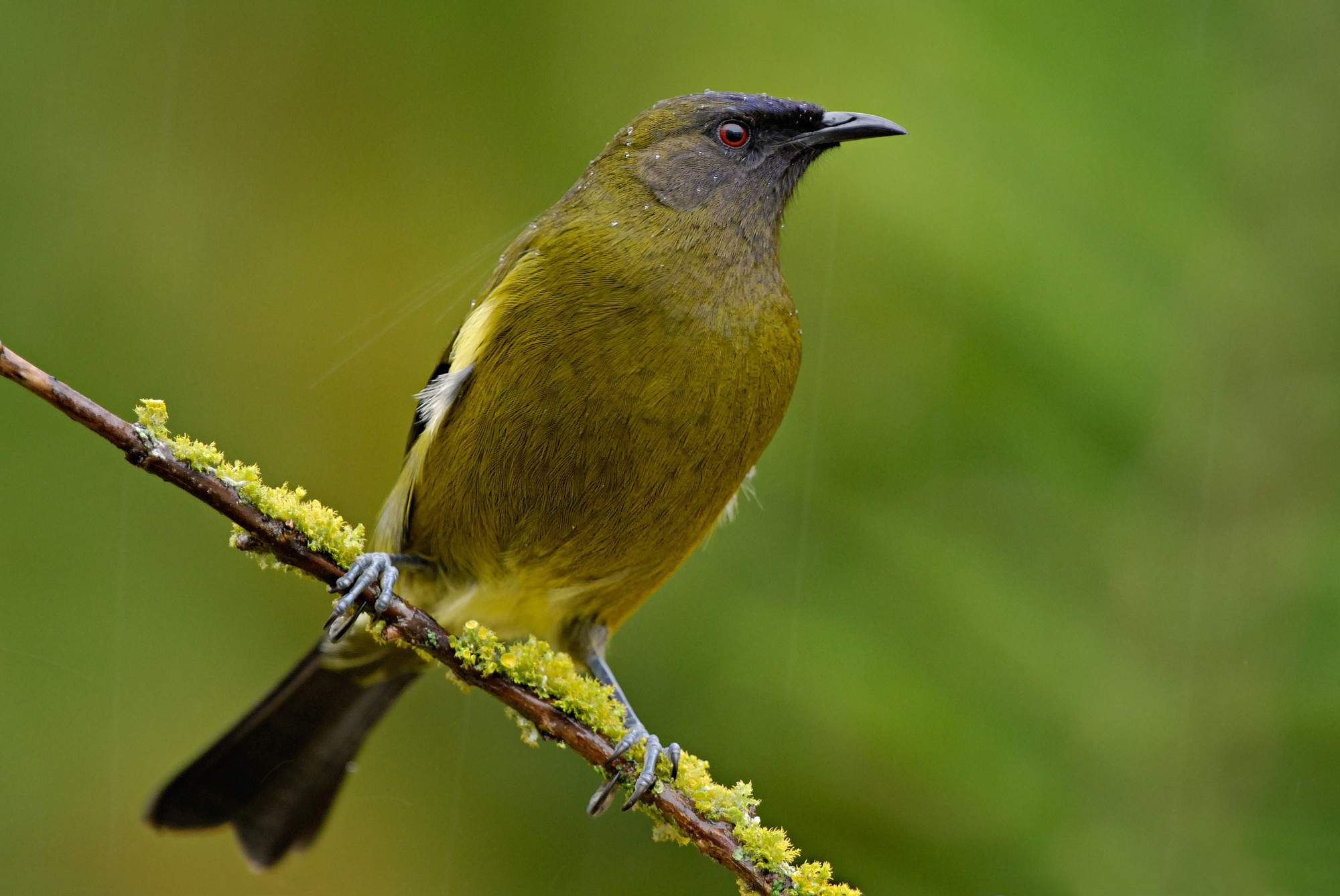 bell-bird