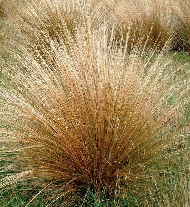 tussock